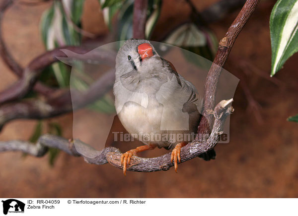 Zebrafink / Zebra Finch / RR-04059