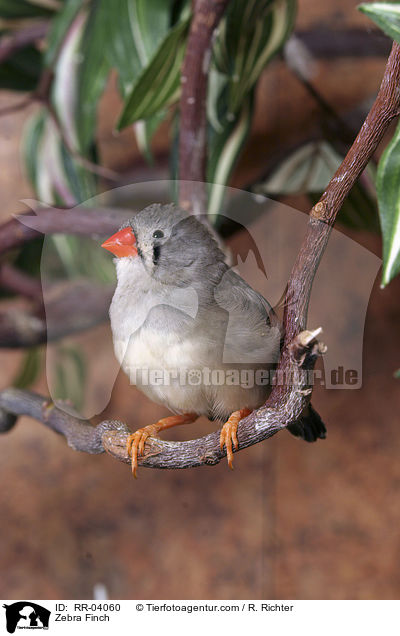 Zebra Finch / RR-04060