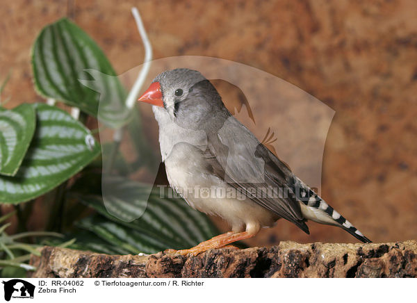 Zebrafink / Zebra Finch / RR-04062