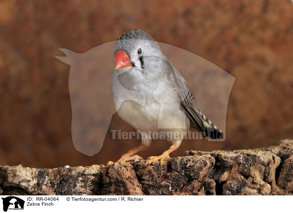 Zebra Finch / RR-04064