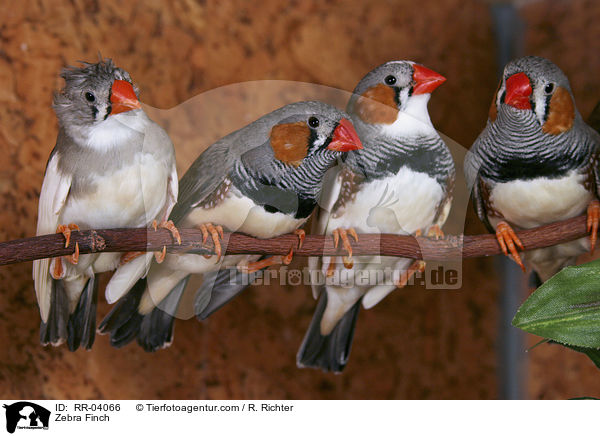 Vier Zebrafingen / Zebra Finch / RR-04066