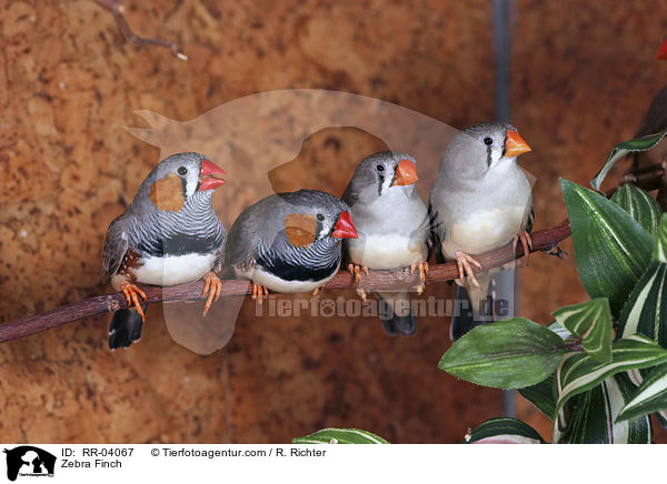 Zebra Finch / RR-04067