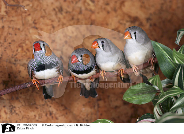 Vier Zebrafingen / Zebra Finch / RR-04069