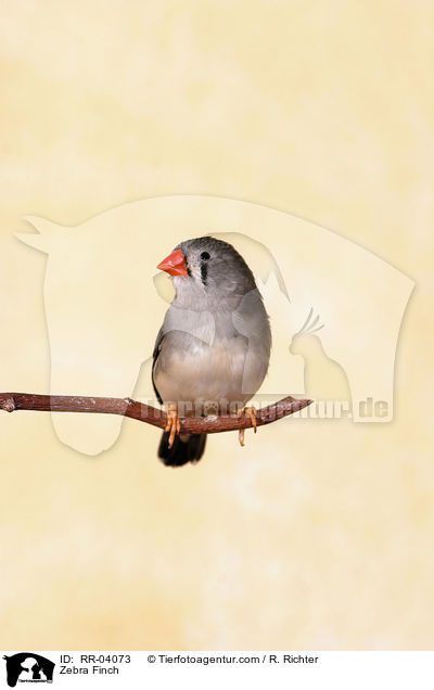 Zebrafink / Zebra Finch / RR-04073