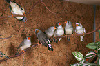 Zebra Finch