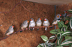 Zebra Finch