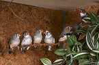 Zebra Finch