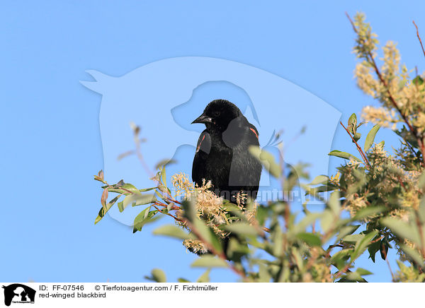 red-winged blackbird / FF-07546