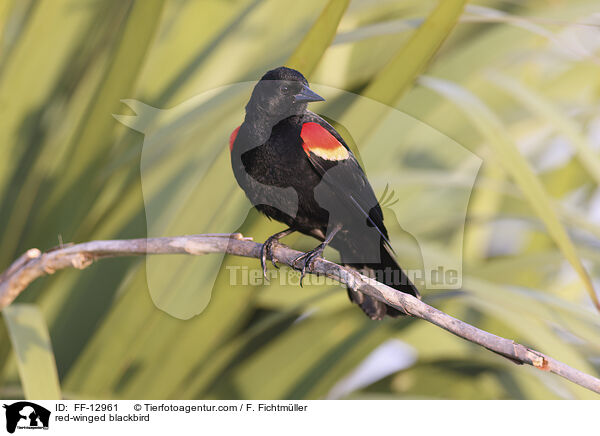 red-winged blackbird / FF-12961