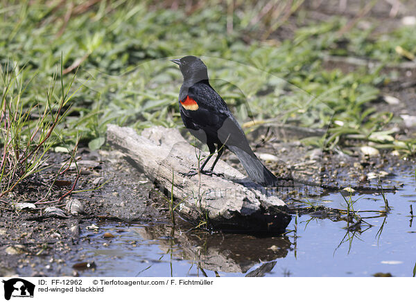 red-winged blackbird / FF-12962
