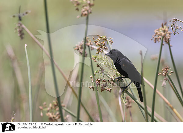 Rotflgelstrling / red-winged blackbird / FF-12963