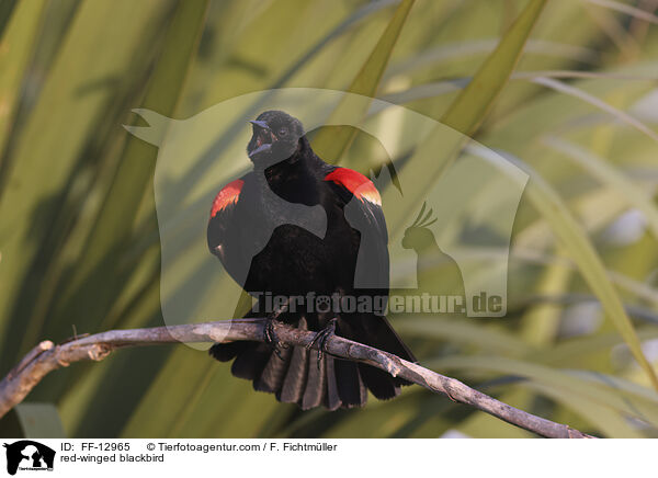 red-winged blackbird / FF-12965