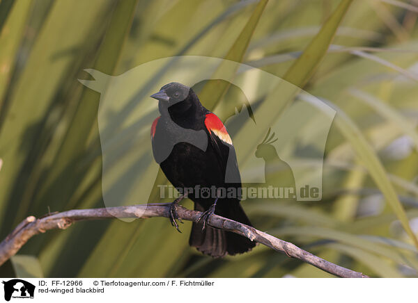 Rotflgelstrling / red-winged blackbird / FF-12966