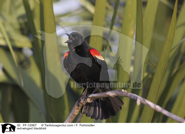 Rotflgelstrling / red-winged blackbird / FF-12967