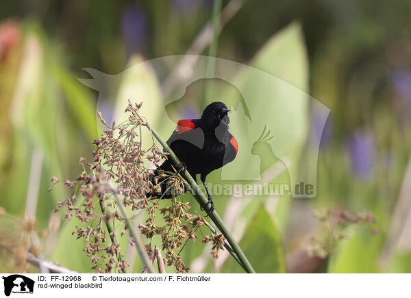red-winged blackbird / FF-12968