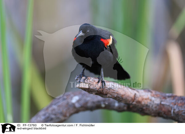 red-winged blackbird / FF-13760