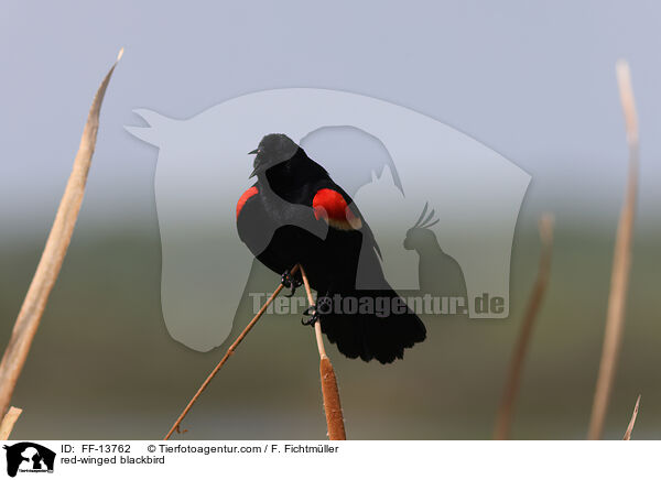 Rotflgelstrling / red-winged blackbird / FF-13762