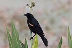 red-winged blackbird