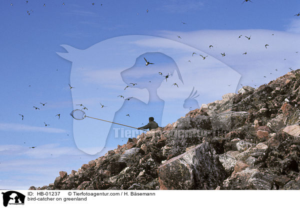 Vogelfnger auf Grnland / bird-catcher on greenland / HB-01237