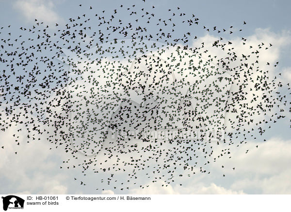 Vogelschwarm Stare / swarm of birds / HB-01061