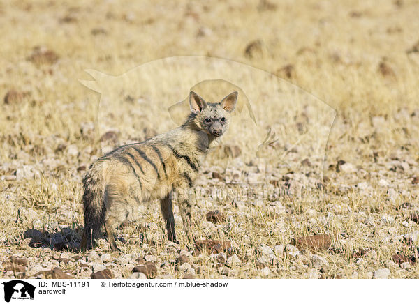 aardwolf / MBS-11191