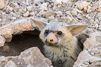 aardwolf