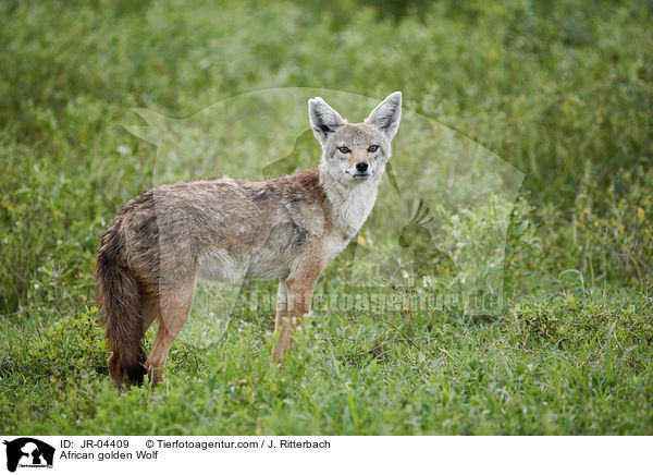 African golden Wolf / JR-04409