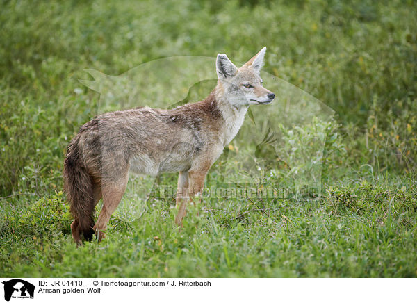 African golden Wolf / JR-04410