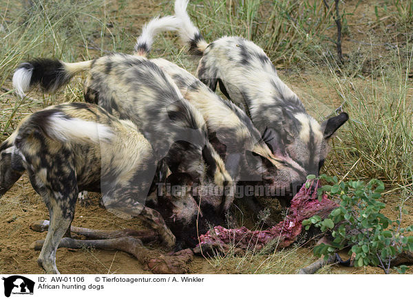 African hunting dogs / AW-01106