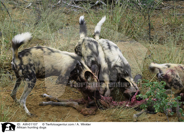 Afrikanische Wildhunde / African hunting dogs / AW-01107