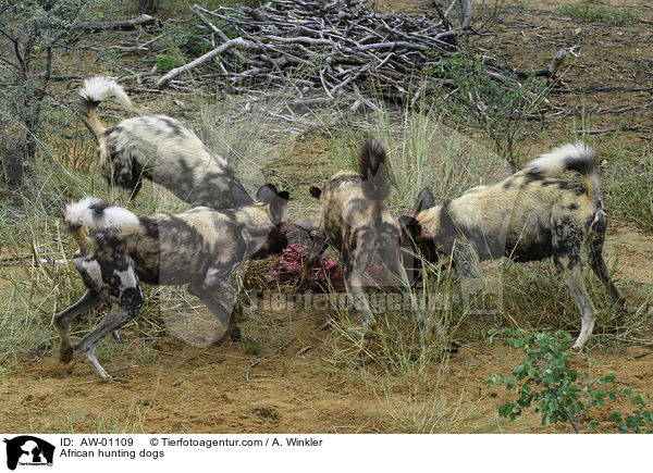 Afrikanische Wildhunde / African hunting dogs / AW-01109