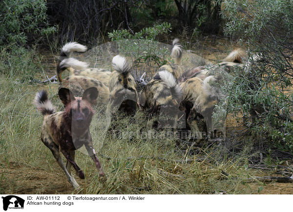 Afrikanische Wildhunde / African hunting dogs / AW-01112