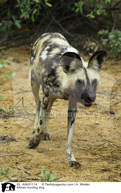 Afrikanischer Wildhund / African hunting dog / AW-01114
