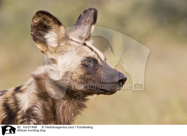 Afrikanischer Wildhund / African hunting dog / HJ-01496