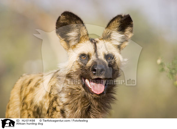 African hunting dog / HJ-01498