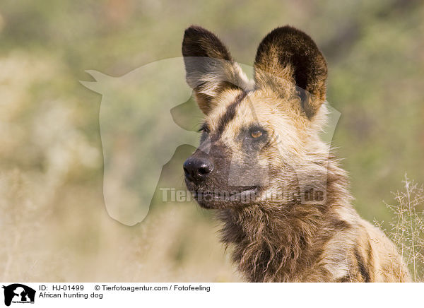 Afrikanischer Wildhund / African hunting dog / HJ-01499