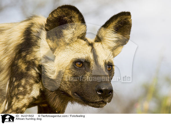 Afrikanischer Wildhund / African hunting dog / HJ-01502