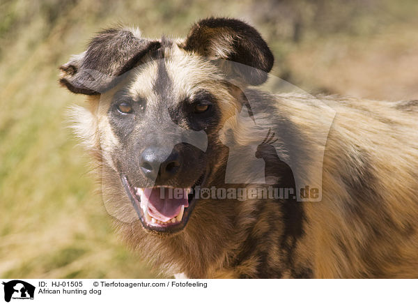 Afrikanischer Wildhund / African hunting dog / HJ-01505