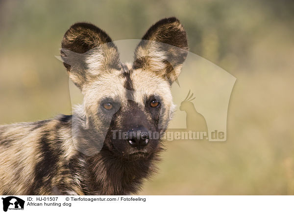 Afrikanischer Wildhund / African hunting dog / HJ-01507