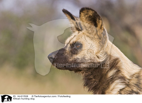 African hunting dog / HJ-01508