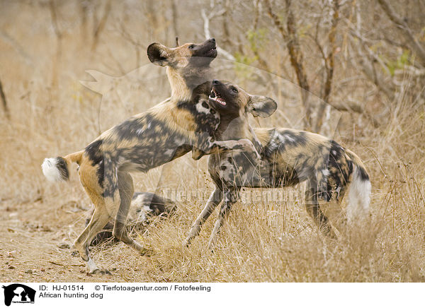 African hunting dog / HJ-01514