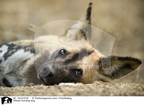 Afrikanischer Wildhund / African hunting dog / HJ-01516