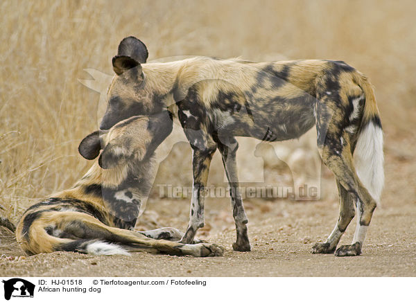 Afrikanischer Wildhund / African hunting dog / HJ-01518