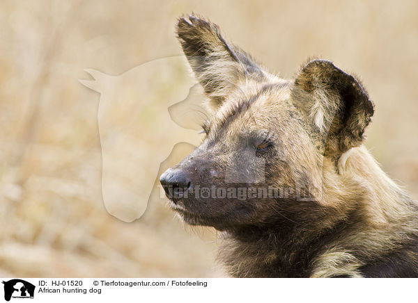 Afrikanischer Wildhund / African hunting dog / HJ-01520