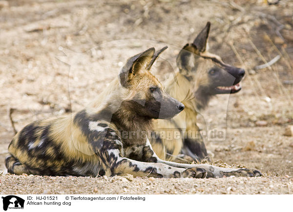 Afrikanischer Wildhund / African hunting dog / HJ-01521