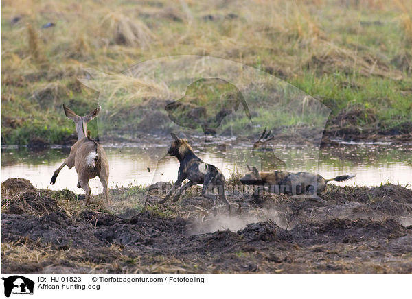 African hunting dog / HJ-01523