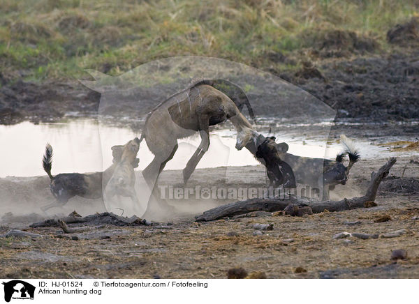 Afrikanischer Wildhund / African hunting dog / HJ-01524