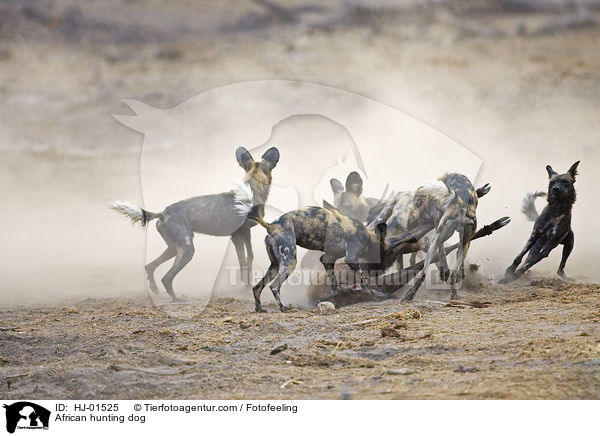 Afrikanischer Wildhund / African hunting dog / HJ-01525