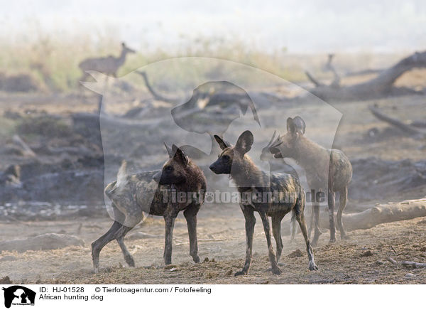 African hunting dog / HJ-01528