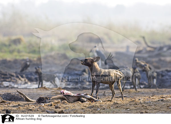 Afrikanischer Wildhund / African hunting dog / HJ-01529